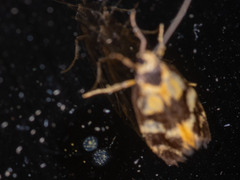 Cosmaresta archedora