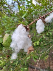 Gossypium herbaceum