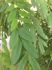Robinia