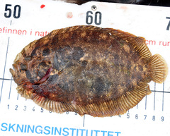 Zeugopterus punctatus