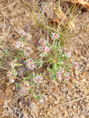 Helichrysum candolleanum