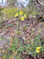 Jamesbrittenia micrantha