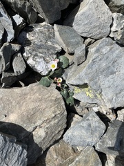 Ranunculus parnassifolius