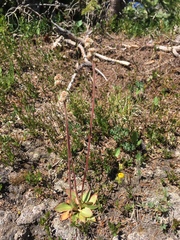 Micranthes rhomboidea