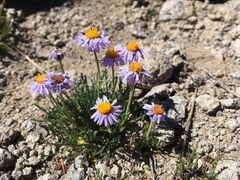 Erigeron pinnatisectus