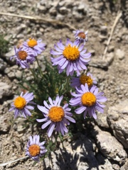 Erigeron pinnatisectus