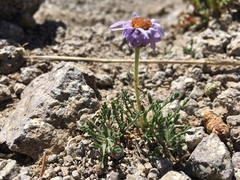 Erigeron pinnatisectus