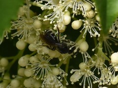 Lasioglossum sexnotatum