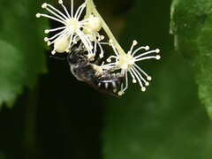 Lasioglossum sexnotatum