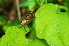 Apiomerus flaviventris