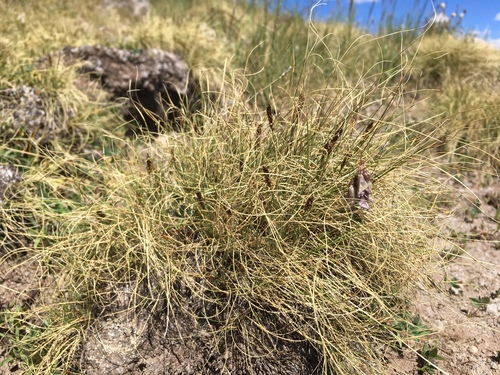 Blackroot sedge (Carex elynoides)