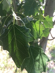 Populus