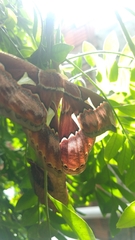 Rothschildia speculifer
