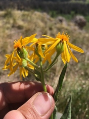 Senecio crassulus