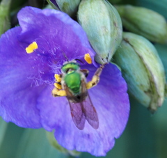 Agapostemon melliventris