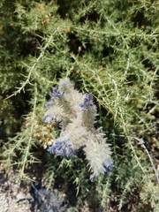 Echium albicans