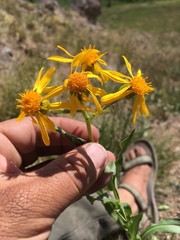 Senecio crassulus