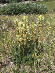 Pedicularis parryi