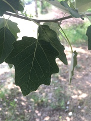Populus