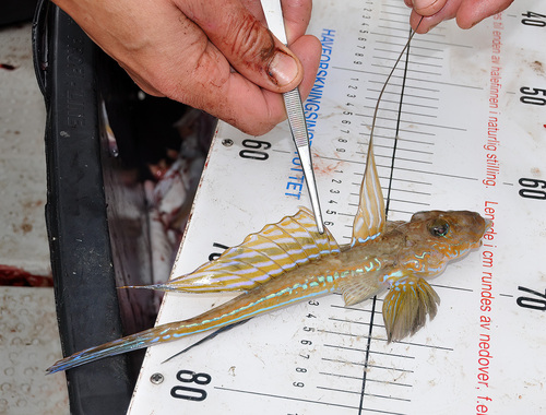 Dragonet balığı