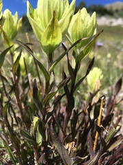 Castilleja septentrionalis