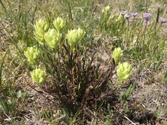 Castilleja septentrionalis