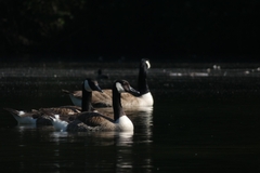 Branta canadensis
