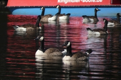 Branta canadensis