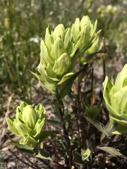 Castilleja septentrionalis