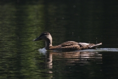Anas platyrhynchos
