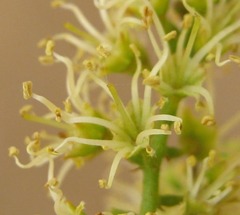Combretum erythrophyllum image