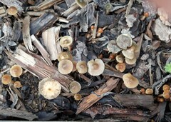 Psilocybe