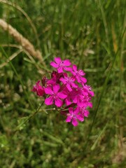 Atocion armeria