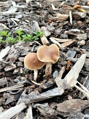 Psilocybe