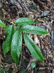 Callerya dielsiana