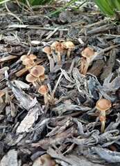 Psilocybe