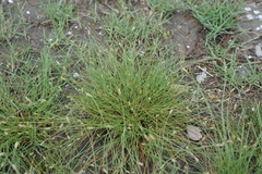 Fimbristylis polytrichoides