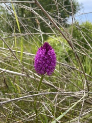 Anacamptis pyramidalis
