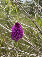 Anacamptis pyramidalis