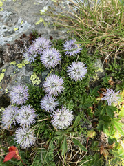 Globularia repens