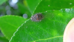 Chilocorus renipustulatus