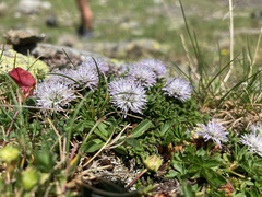 Globularia repens