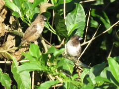 Spermestes cucullata scutata