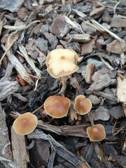 Psilocybe