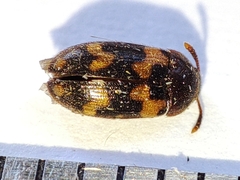 Mycetophagus