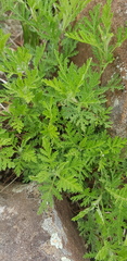 Artemisia santolinifolia