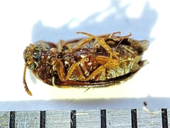 Mycetophagus