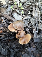 Psilocybe