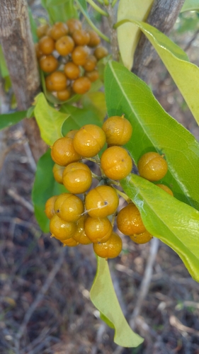 Pittosporum viridiflorum image