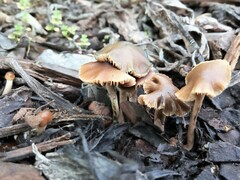 Psilocybe